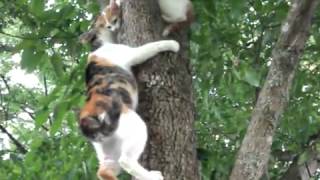 Mama Cat Instructs Kitten on Tree Climbing [upl. by Girardi]