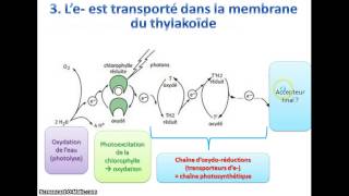 La phase photochimique de la photosynthèse [upl. by Anehsat]