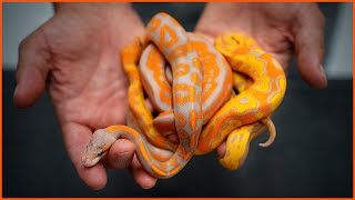 Most COLORFUL Ball Pythons EVER — Wookie Coral Glow Clowns  Hetflix 177 [upl. by Atnahc]