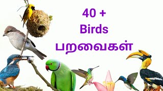 பறவைகளின் பெயர்கள்  Birds name in Tamil and English Birds name for kids Kids Tamil [upl. by Segroeg]