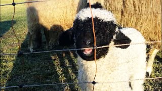 Valais Blacknose Sheep with lambs  Walliser Schwarznasenschafe mit Lämmern [upl. by Bruni778]