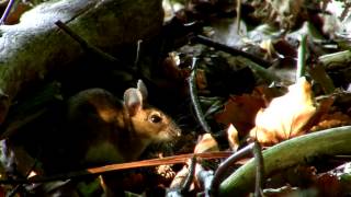 waldoder gelbhalsmausApodemus sylvaticusApodemus flavicolliswood mouse [upl. by Latsryk]