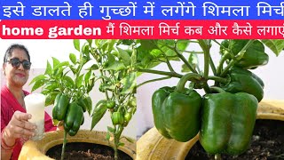 How to grow capsicum on home gardenorganic fertilizer dalne se bumper lagengefertilizer [upl. by Laddie155]