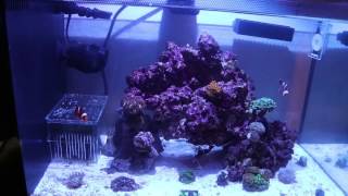 Fluval 135g Nano Reef Tank with Kessil A80 and Mandarin Dragonet [upl. by Labaw]