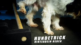 Tricks für Hunde  Hinterbein anheben lernen [upl. by Alleunam]