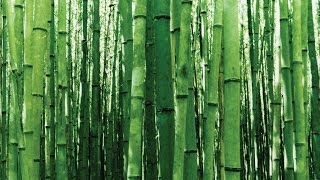 How Fast Does Bamboo Grow [upl. by Danna]