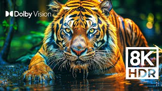 WILD WORLD DOLBY VISION™  EXTREME COLORS 8K HDR [upl. by Lowe96]