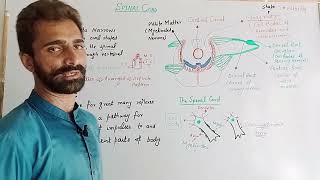 2nd Year Biology Ch17 Topic1716 Spinal Cord BioSoul Biology [upl. by Ysus26]