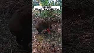 DISERANG BABI PIKAT AYAM HUTAN ayamhutan [upl. by Asirrac148]