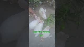 কে কে আমার মত খরগোশ ভালোবাসো তা হলে লাইক করো।।viralshort rabbit like love SanodTechBangla [upl. by Sims]