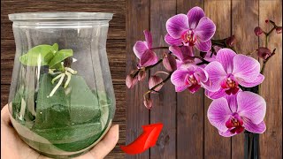 ❤️Techniques for propagating hundreds of orchids at home [upl. by Malka]