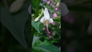 Clerodendrum serratum verbenacea familynature forestflowertrending flowers forestgardenflora [upl. by Eerbua57]