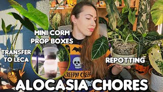 Alocasia care day🍀 Corm digging and DIY prop box transfer from soil to leca and more [upl. by Misti]