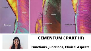 CEMENTUM Part III II Functions Junctions with Enamel amp Dentin Clinical Aspects [upl. by Tana]