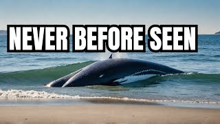 MYSTERY WHALE Never Before Seen Species Washes Ashore in New [upl. by Wahkuna]