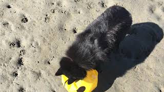 Schipperke dog destroys a beach ball [upl. by Eliath748]