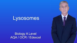 A Level Biology Revision quotLysosomesquot [upl. by Schuman742]