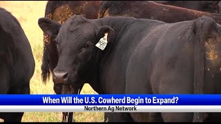 When Will the US Cowherd Begin to Expand [upl. by Ahsieat316]