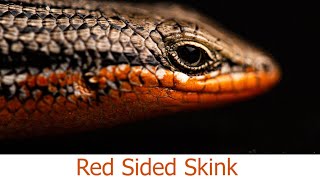 The Red Sided Skink Trachylepis homalocephala [upl. by Aisekal959]