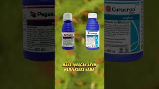 Duet Maut Insektisida Pegasus 500 SC dan Curacron 500 EC Semua Hama Langsung Pada K O [upl. by Anastasie104]