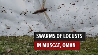 Swarm of Locusts land across Muscat [upl. by Puff620]