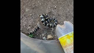 California King Snake Versus Pacific Diamondback Rattlesnake [upl. by Auof]