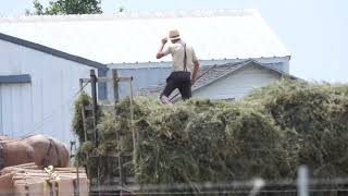 Amish hay baling [upl. by Jackson]