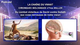 Podcast 2  Du combat victorieux de David contre Goliath aux voies nerveuses de notre vision [upl. by Kaete762]