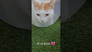 92 Post surgery cat reaction spayed [upl. by Leizar]