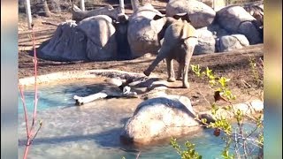 Ozzy Man Reviews Goose vs Elephant [upl. by Sivert]