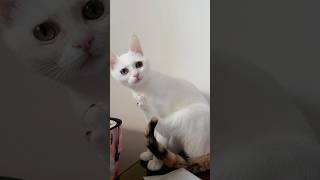 Olaf is found gnawing and she feels awkward 🐱😻💗🤣 cat fluffykitties cataffection catlover [upl. by Ennovihs]