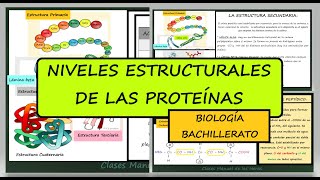 Estructura de las PROTEÍNAS Primaria Secundaria Terciaria y Cuaternaria Biología Bachillerato [upl. by Atilamrac]