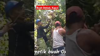 MEMETIK BUAH OMBAK KAPUL DARI POHON DI HUTAN ALAM [upl. by Taryne]