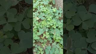 Oxalis plant increases day by day yshortspls likeampsubscribe🙏🙏🙏🙏 [upl. by Smeaj]