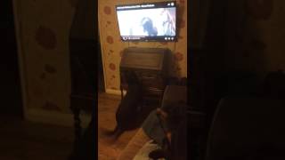 John Lewis Christmas Advert 2016 no 1 fan a Rottweiler Daisy [upl. by Pricilla336]