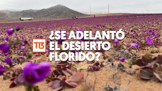 ¿Se adelantó el desierto Florido Así se ve en pleno invierno el Desierto de Atacama y morado [upl. by Damiani]