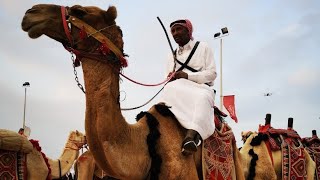 safari abqaiq festival Saudi Arabia Salasil [upl. by Seward775]