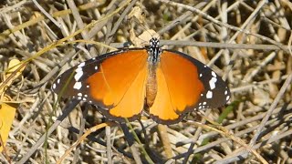 danaus chrysippus 2  butterflies of Greece [upl. by Fenn]