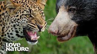 Sloth Bear Mom Protects Cubs From Leopard  Love Nature [upl. by Gnilhsa731]