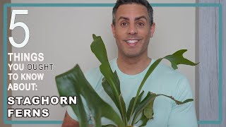 5 Things You Ought To Know About Your Staghorn Fern Platycerium Bifurcatum Care  When To Mount It [upl. by Rephotsirhc]