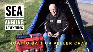 HOW TO BAIT UP WITH PEELER CRAB WITH SEA ANGLING ADVENTURES [upl. by Oigufer29]