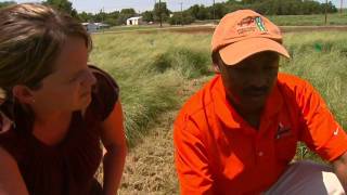 Teff New Potential Crop for Oklahoma [upl. by Ahkihs113]