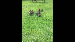 Ducklings following human mother duck [upl. by Eural]