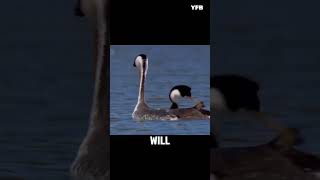 WESTERN GREBES SPECTACULAR COURTSHIP DANCE viralvideo nature wildlife birds naturelovers [upl. by Roxy]