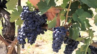 Nicola Biscardo Selections  Ortaglia Vino Nobile di Montepulciano [upl. by Aonehc]