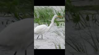 Great Egret smorgasbord birds birding birdwatching greategret birdlovers birdshorts herons [upl. by Els]