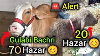 Sirf 20 hazar ma  Gulabi Bachri sirf 70k me  Memon Goth Bakra Mandi Update  Cattle Studio [upl. by Temhem49]