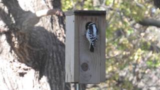 Downy Woodpecker Pecking At Nestbox [upl. by De Witt]