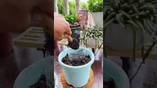 Technique repotting portulaca flower shortvideo garden howtogrowportulaca gardenflower nature [upl. by Terej]