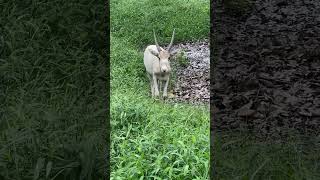 Addax Addax nasomaculatus [upl. by Raamal]